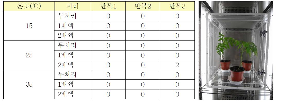 토마토에 대한 온도별 미생물살충제((BOT))약해시험