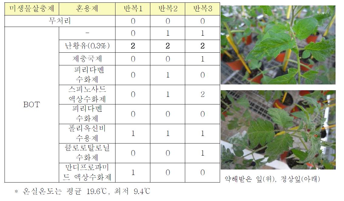 토마토에 대한 약제별 미생물살충제(BOT) 혼용 약해 시험(온실)