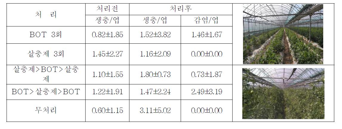 미생물(BOT)살충제와 농약간의 교호처리에 의한 가루이 살충효과(약충조사)