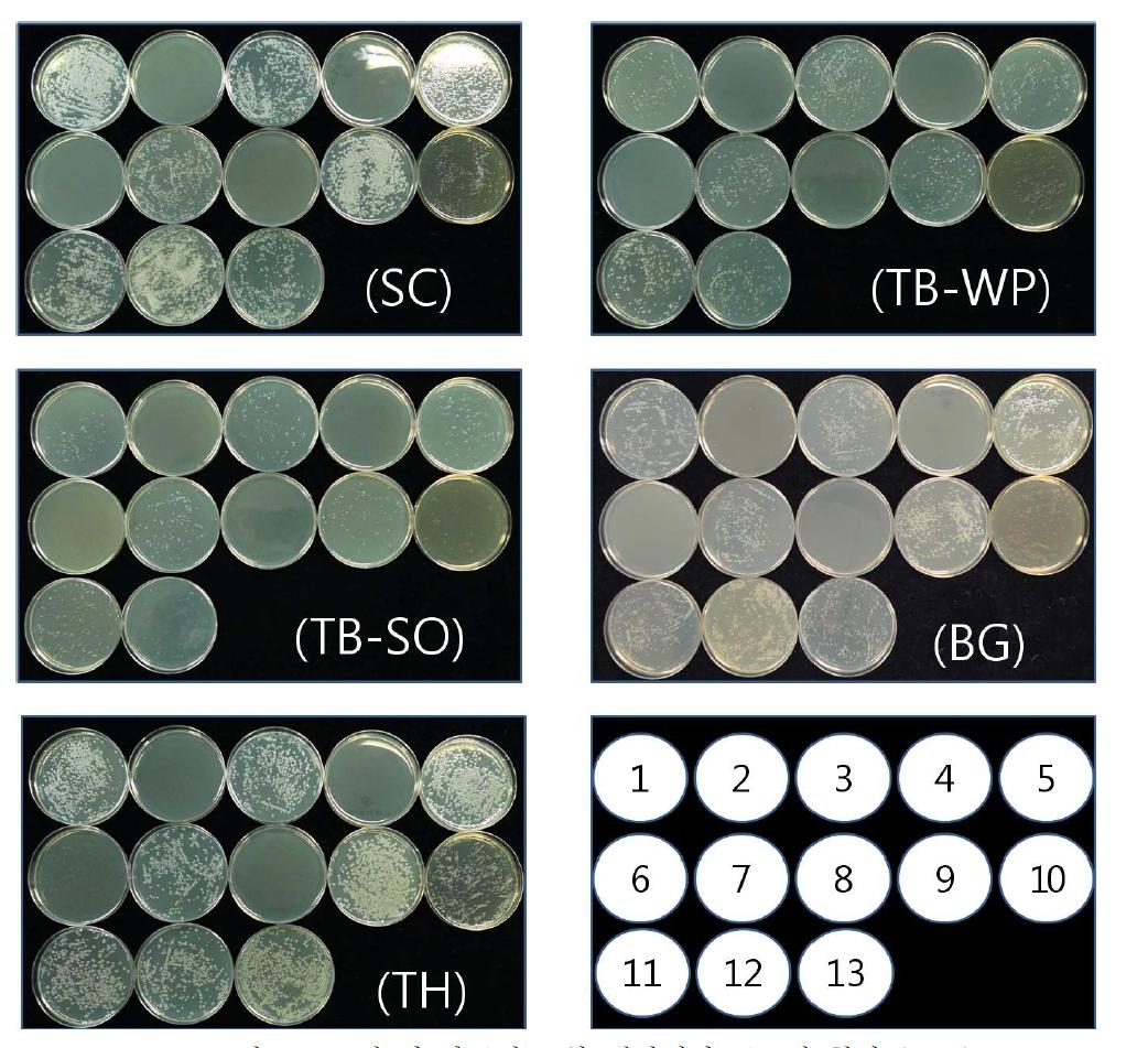 B.t.제 별 살균제 포함 배지에서 콜로니 형성 (2010)