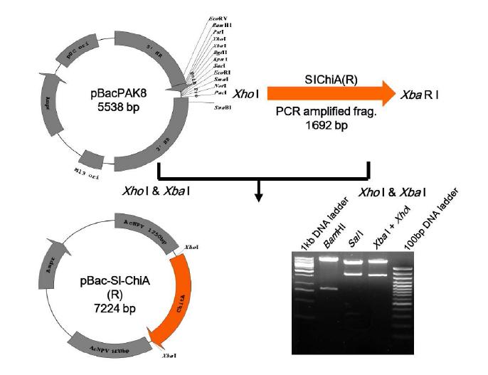 SpliNPV-K1 유래 chitinase 유전자 발현을 위한 pBac-Sl-ChiA(R) 제작