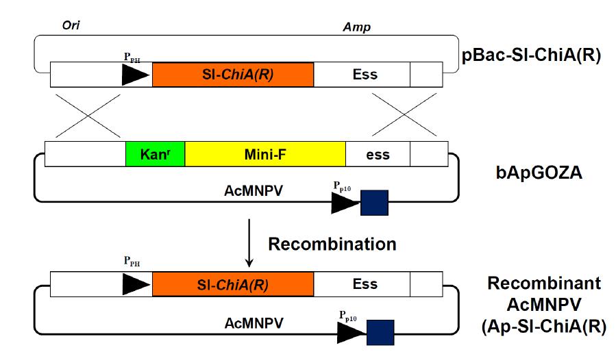 SpliNPV-K1 유래 chitinase 발현을 위한 recombinant AcMNPV, Ap-Sl-ChiA(R)