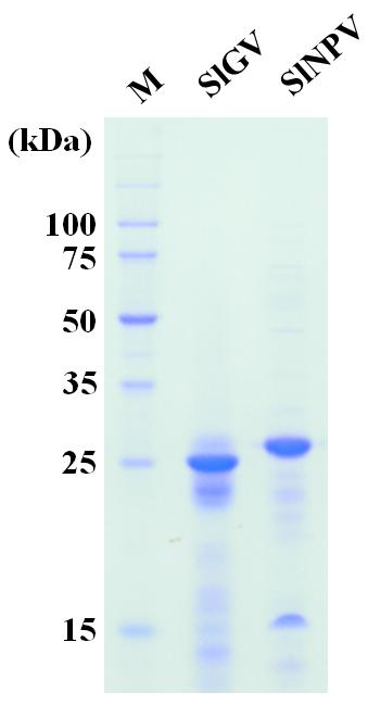 SlGV의 granulin과 SlNPV의 polyhedrin 단백질 분석.