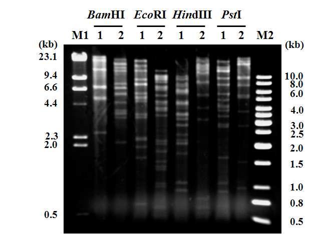SlGV와 SlNPV의 viral DNA 제한효소 비교.
