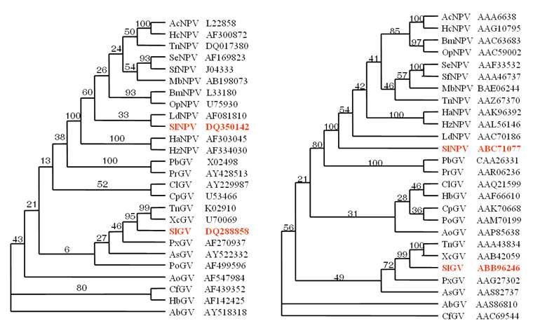 SlGV의 granulin과 SlNPV의 polyhedrin의 유전자 서열 및 연역된 단백질 서열의 계통 비교.