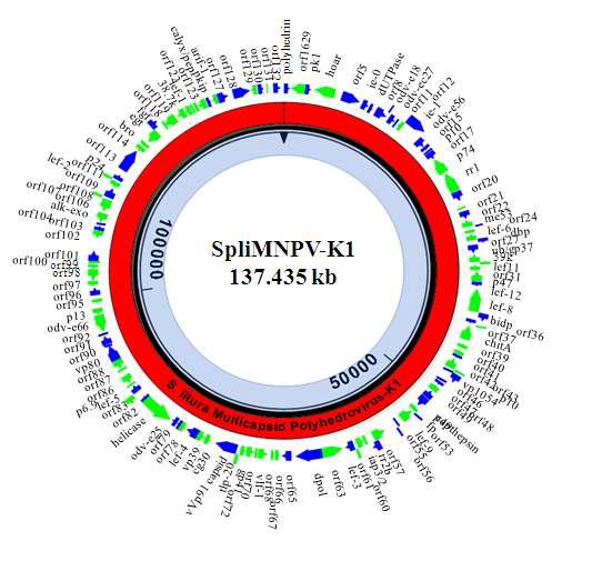 SpliNPV-K1의 게놈 구조