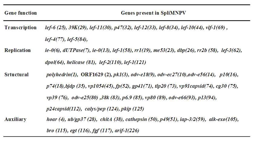 SpliNPV-K1 유전자의 기능별 구분