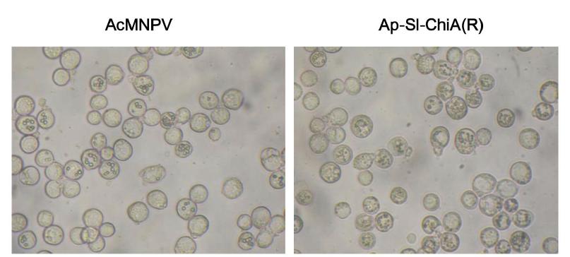 Ap-Sl-ChiA(R) polyhedra를 생산하는 Sf-9 insect cells.