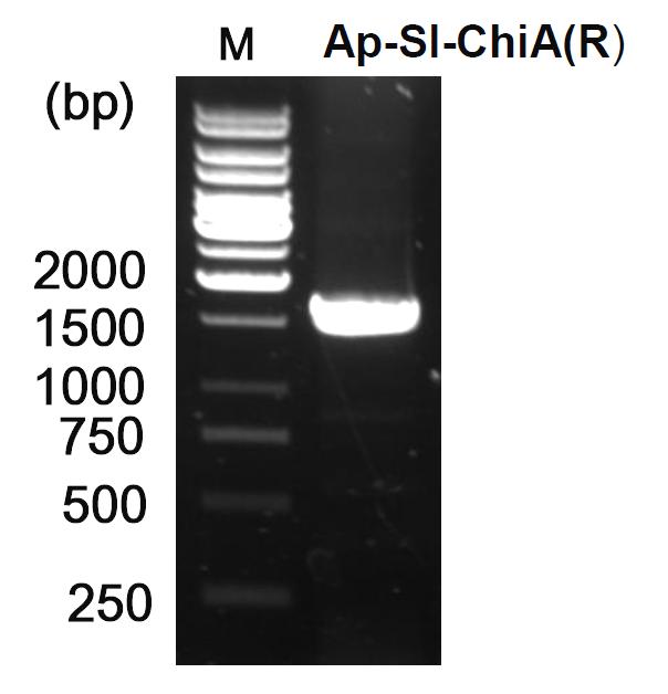 Ap-Sl-ChiA(R)에서의 chitinase 유전자의 PCR 확인
