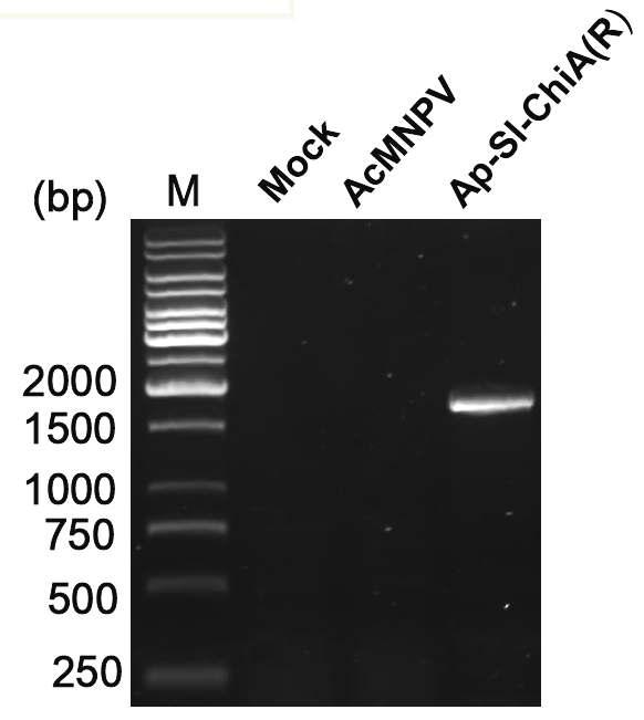 Ap-Sl-ChiA(R)에서의 chitinase 유전자의 RT-PCR 확인