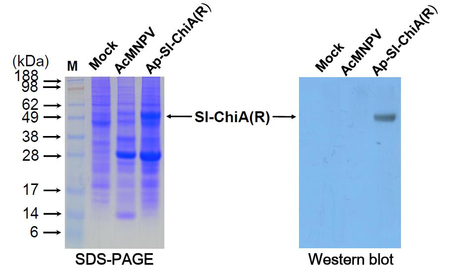 Ap-Sl-ChiA(R) polyhedra를 이용한 SDS-PAGE와 chitinase actibody를 이용한 western blot.