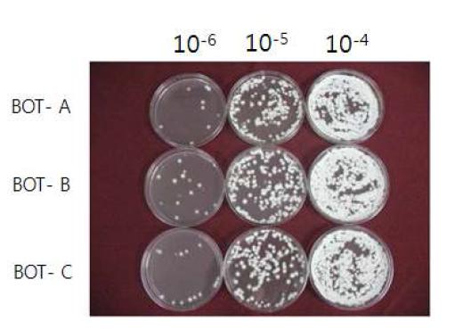 BOT 원액을 10-4 ~ 10-6 희석하여 PDA 배지에 50 ul 도말 후 25℃ 암조건에서 3일간 배양하여 증식된 균총
