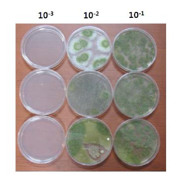가혹조건(54 ± 2℃에서 2주일간) 처리된 보타니가드 원액을 10-1 ~ 10-3 희석하여 PDA 배지에 50 ul 도말 후 25℃ 암조건에서 3일간 배양하여 증식된 균총