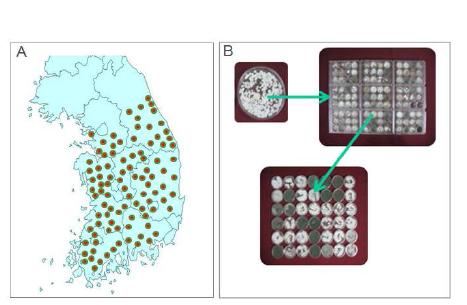 토양시료 채취지역(A)과 곰팡이 분리 과정 (B)