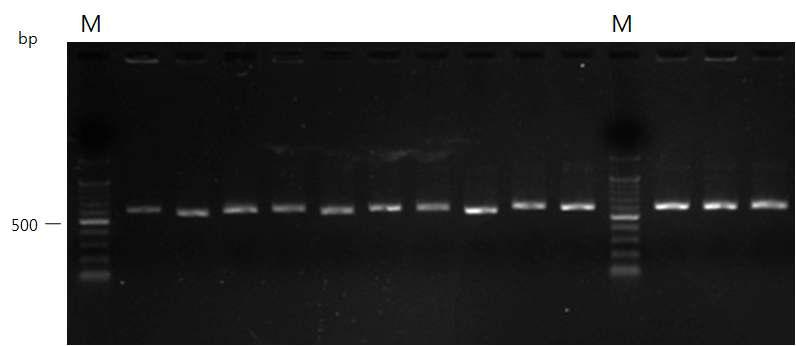 전국 토양으로부터 선발 분리된 342개 균주에 대해 rDNA 의 ITS 영역을 증폭하여 1.0% 아가로스 젤에 전기영동한 사진