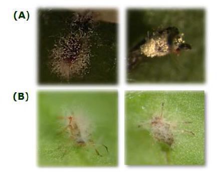 포자현탁액 처리 후 진균병 증상으로 사멸한 점박이응애 (A), 복숭아혹진딧물 (B)
