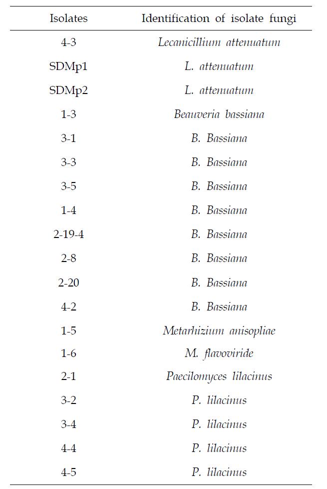 복숭아혹진딧물 사충에서 분리한 병원성 곰팡이의 동정 결과