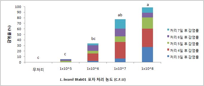 처리 농도별 병원성 미생물(L. lecanii Btab01)의 담배가루이 감염효과