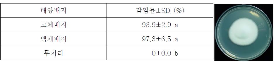 배양 배지별 신규 병원성 미생물(L. lecanii Btab01)의 담배가루이 감염효과 검정