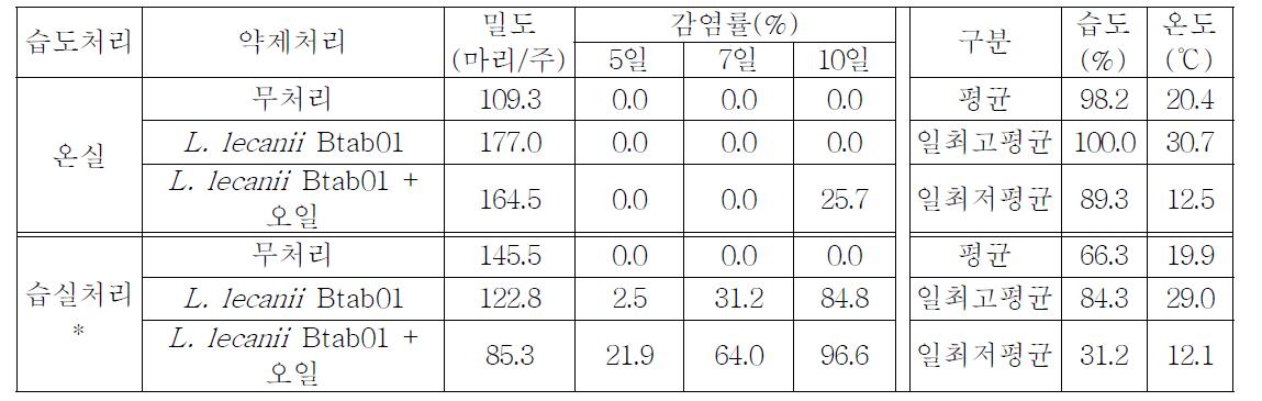 오일 처리에 따른 L. lecanii Btab01 감염효과