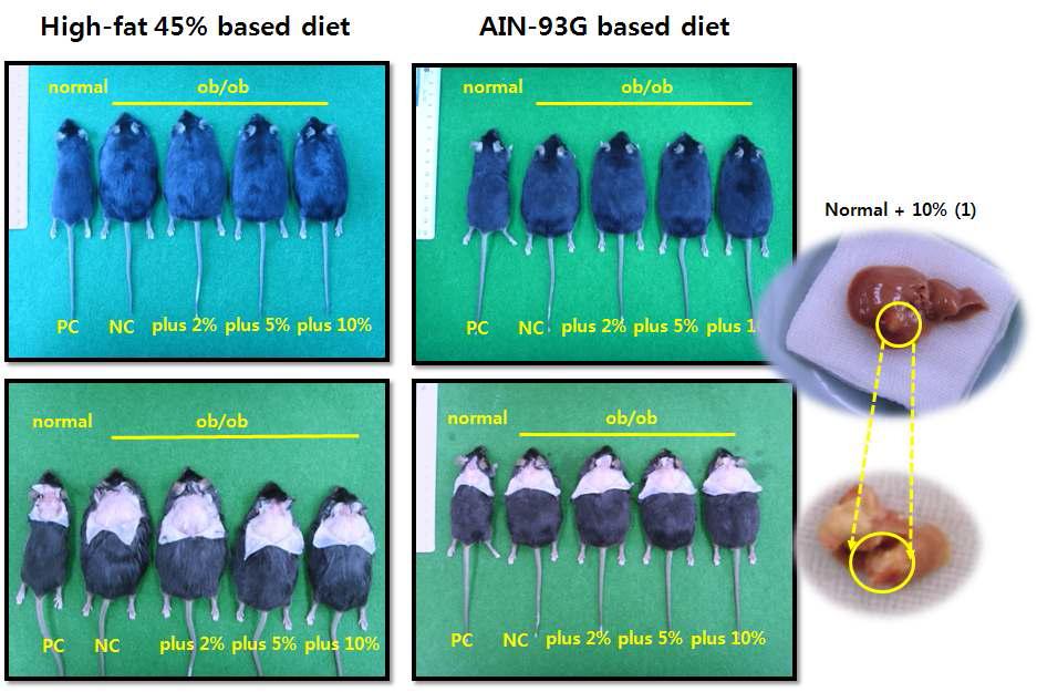 Experimental animals after consumption of sweet persimmon Ex. for 4 weeks.