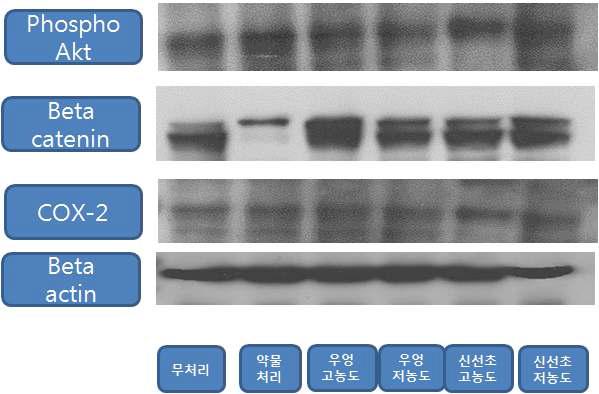 대장암 유발 동물 모델 암 관련 단백질 발현