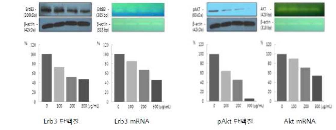 무시래기 에탄올 추출물이 Erb3 단백질, Erb3 mRNA, pAkt 단백질과 Akt mRNA 발현에 미치는 영향