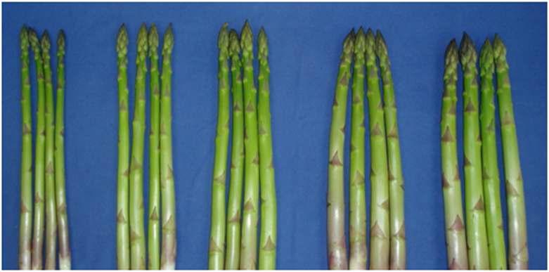 Harvested spears of five grade of asparagus during spear harvest season