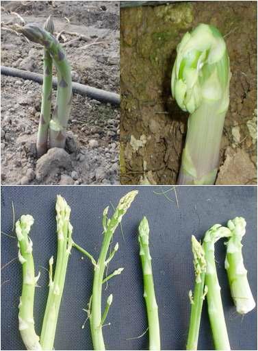 Reject spears grown in the commercial asparagus farming.