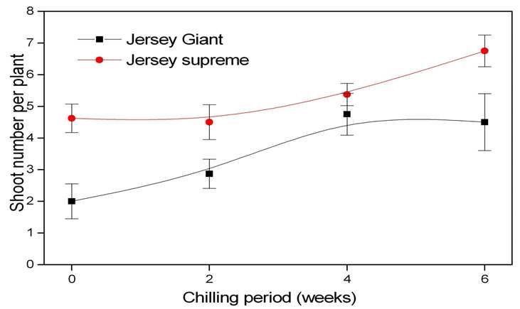 Effect of chilling treatment on Shoot number of aspargus