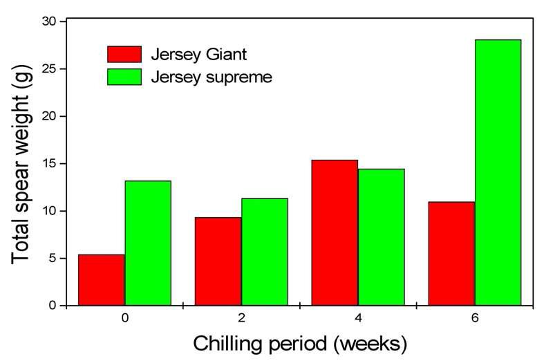 Effect of chilling treatment on total spear weight of asparagus