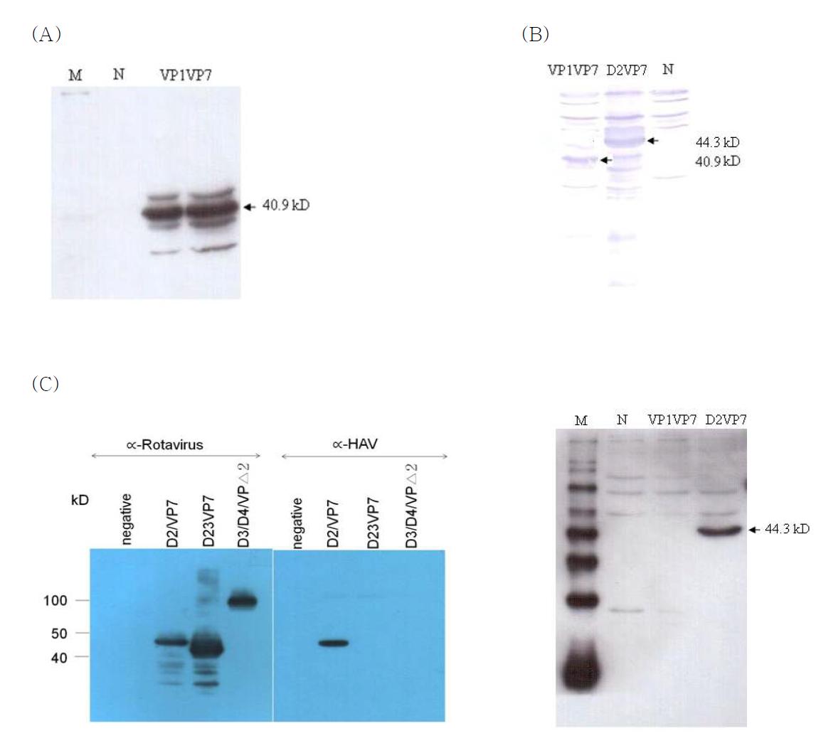 A: 재조합단백질 항원을 개별 항원의 C-말단부위에 발현된 6xHis 에피톱 및 V5 에피톱에 대한 단클론항체를 이용한 Western blot 기법으로 검출하였음. 화살표는 해당 재조합단백질 항원을 암시함. B: western blot 방법을 이용한 로타바이러스와 A형 간염바이러스 감염 토끼 혈청에 대한 재조합단백질의 면역원성 분석; C: VP1VP7과 D2VP7에 대한 A형 간염바이러스에 감염된 환자의 혈청 면역원성 분석결과