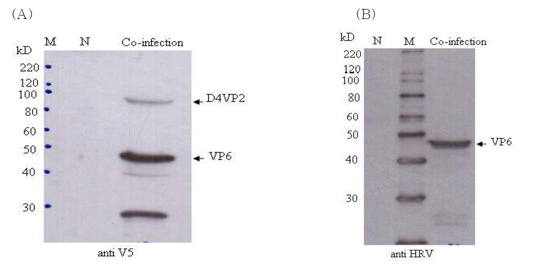 Western blot 방법에 의한 D4VP2와 VP6 co-infection 결과 분석.