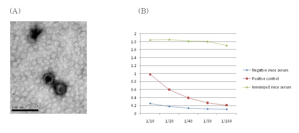 A: 전자현미경으로 확인된 CLPs(VP6-D4VP2); B: CLPs에 의해 면역된 실험용 쥐의 혈청을 대상으로 인체 로타바이러스 Wa strain의 면역원성을 ELISA로 분석.