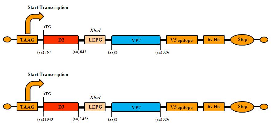 베큘로바이러스 발현 벡터 시스템의 구성