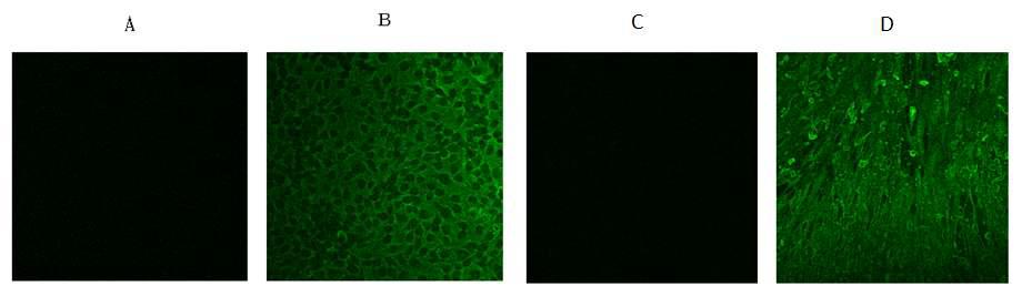 재조합 복합항원 단백질 D2/VP7을 토끼에 접종하여 얻은 면역혈청과 바이러스와의 반응도를 공초점 현미경으로 측정 결과.