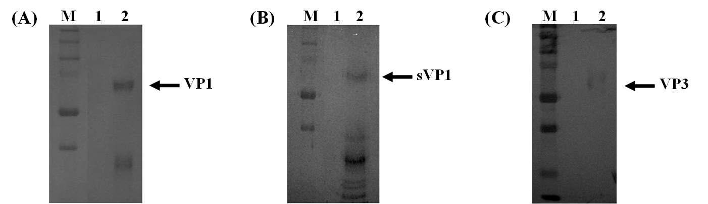 Western blot 분석에 의한 재조합 VP1, sVP1, VP3의 발현 확인.