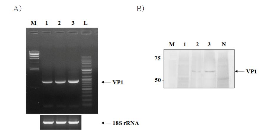 재조합 VP1에 대한 RT-PCR and Western blot 분석.