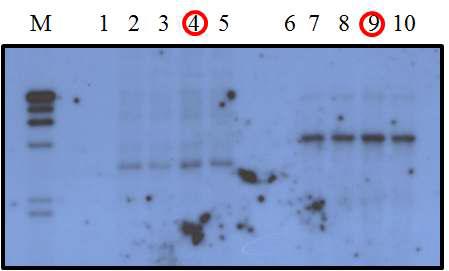 Agrobacterium으로 접종된 잎 단편의 Southern blot 분석.