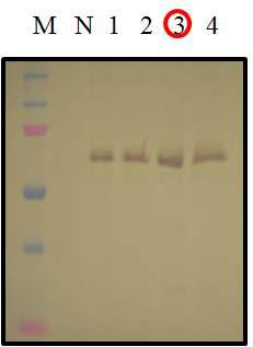 Agrobacterium으로 접종된 잎 단편의 Western blot 분석.