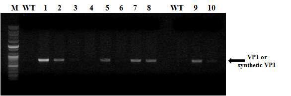HAV VP1 및 sVP1 유전자 형질전환 토마토에 대한 genomic PCR 확인.
