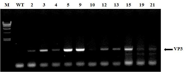 HAV VP3 유전자 형질전환 토마토에 대한 genomic DNA PCR 확인.