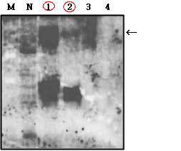 재조합 항원단백질 VsVP1-Fc의 Western blot 분석.