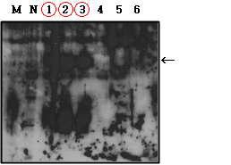 Western blot analysis of recombinant VP3-Fc