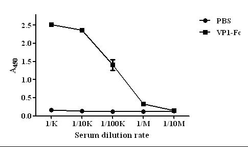 Serum antibody response to VP1-Fc in BALB/c 생쥐에서의 VP1에 대한 혈청항체 반응.