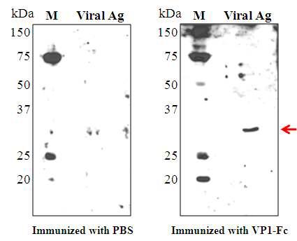 재조합 VP1-Fc를 BALB/c 마우스의 복강주사 후 유도되는 항체의 교차반응성.