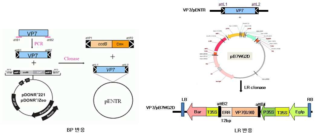 BP 및 LR clonase를 이용한 로타바이러스 항원유전자 VP7의 식물형질전환 운반체 pB7WG2.D로 클로닝.
