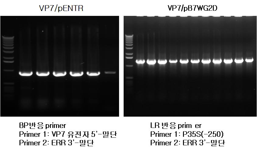 PCR을 이용한 VP/pENTR 및 VP7/pB7WG2D 확인