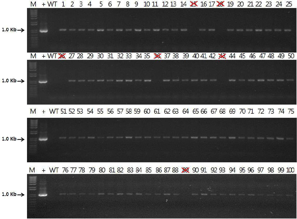 Genomic PCR에의한 VP7 유전자를 포함하는 형질전환 알팔파 확인 및 선발