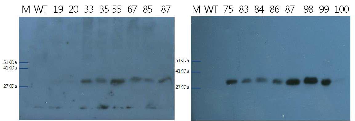 Western blot 분석에 의한 항원단백질(VP7) 다량발현 우량계통 선발